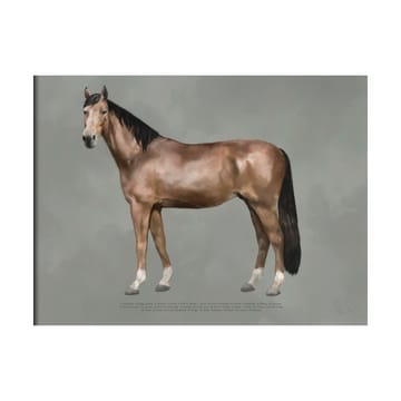 The anatomy of the horse plakat - 30x40 cm - Kunskapstavlan®