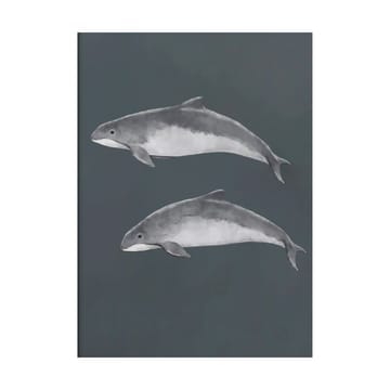 The Baltic Sea Harbour Porpoise plakat - 30x40 cm - Kunskapstavlan®