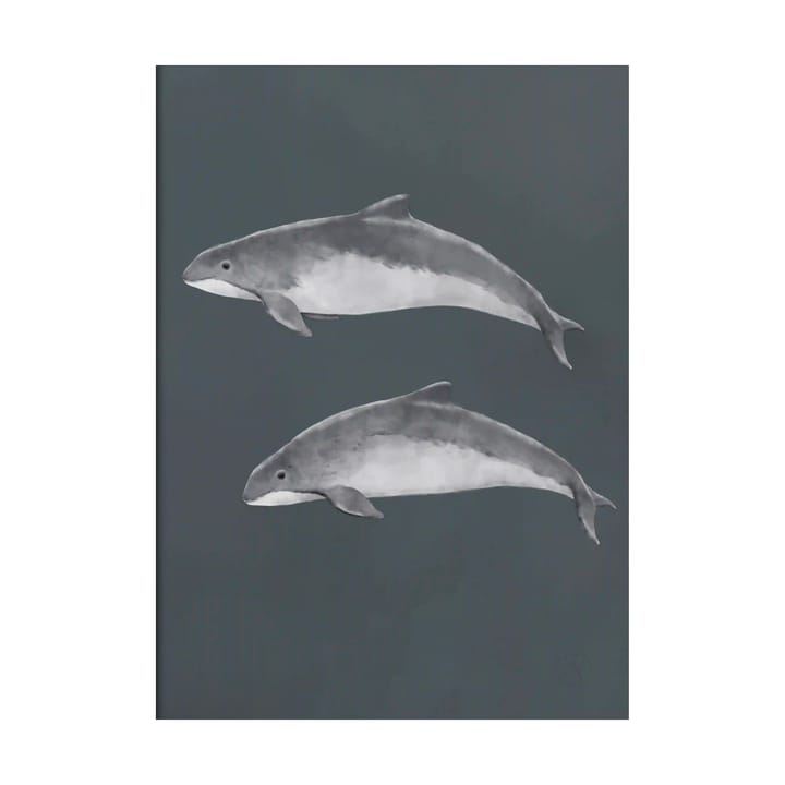 The Baltic Sea Harbour Porpoise plakat, 30x40 cm Kunskapstavlan®