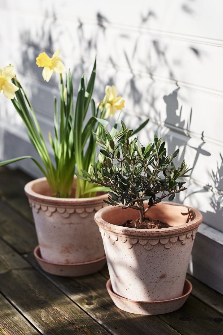 Foråret er ved at vågne: Her kan du se tidlige blomster i keramikpotter fra Bergs Potter på en terrasse.