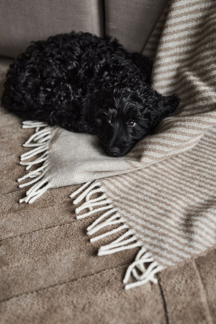 En sort hundehvalp krøllet sammen på et beige uldplaid fra NJRD.
